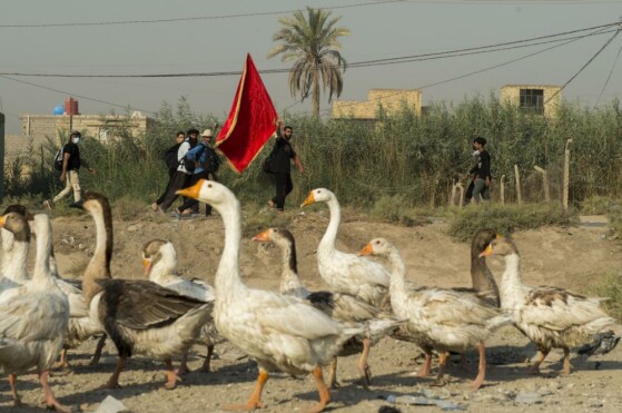 پیاده روی اربعین از مسیر طریق العلما