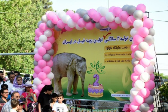 جشن تولد دو سالگی «مایسا»، بچه فیل آسیایی در باغ وحش ارم