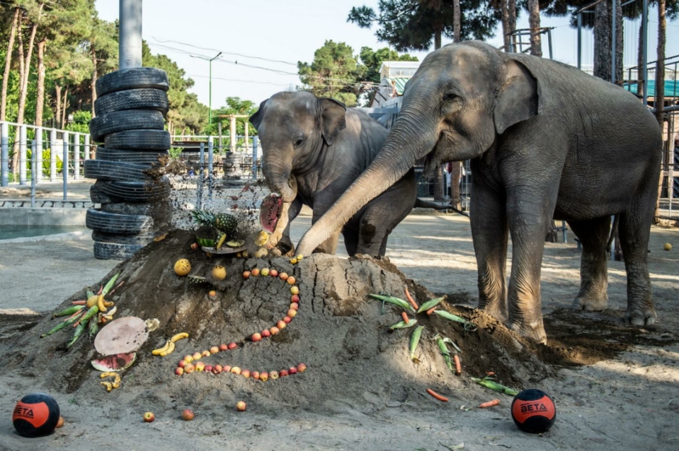 جشن تولد دو سالگی «مایسا»، بچه فیل آسیایی در باغ وحش ارم