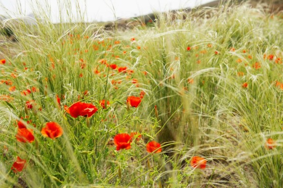 شقایق های وحشی