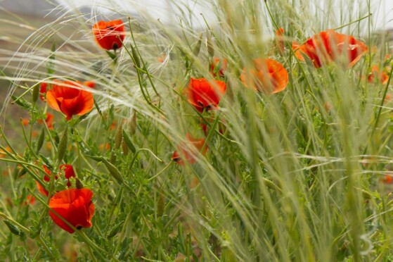 شقایق های وحشی