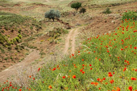 شقایق های وحشی