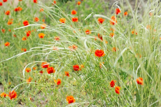 شقایق های وحشی