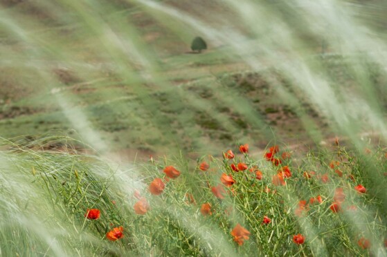 شقایق های وحشی