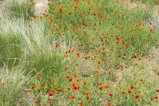 شقایق های وحشی