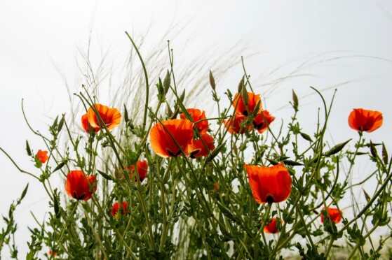 شقایق های وحشی