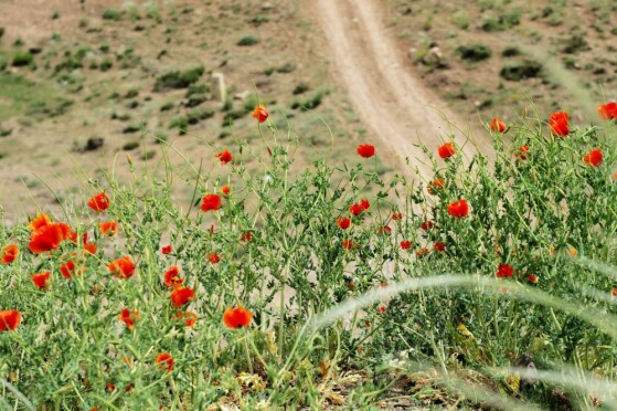 شقایق های وحشی