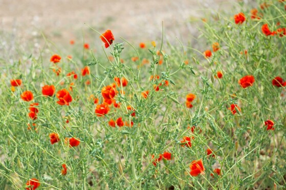 شقایق های وحشی