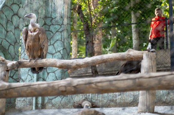 باغ وحش پارک ارم تهران