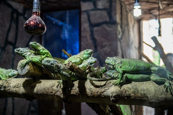 باغ وحش پارک ارم تهران