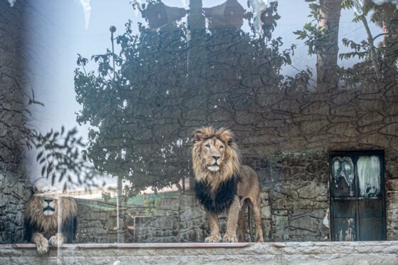 باغ وحش پارک ارم تهران