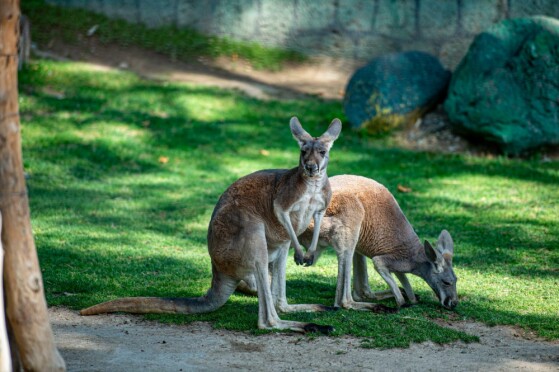 باغ وحش پارک ارم تهران