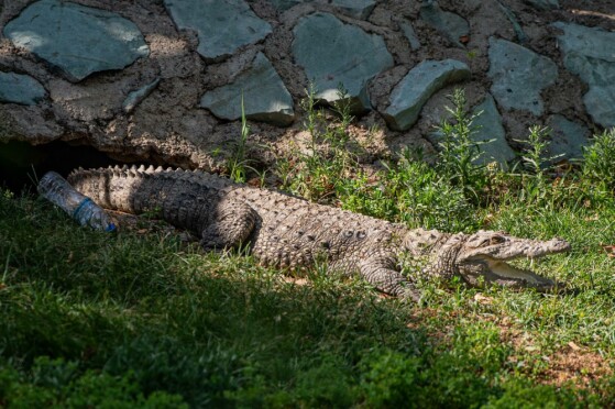 باغ وحش پارک ارم تهران
