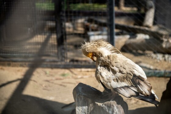باغ وحش پارک ارم تهران