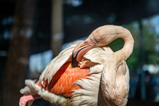 باغ وحش پارک ارم تهران