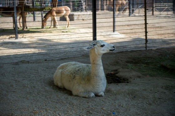 باغ وحش پارک ارم تهران