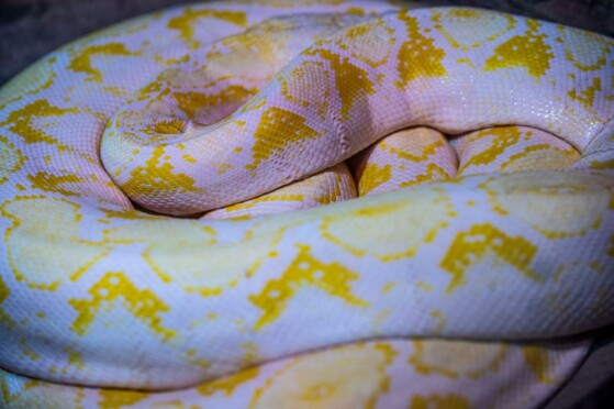 باغ وحش پارک ارم تهران