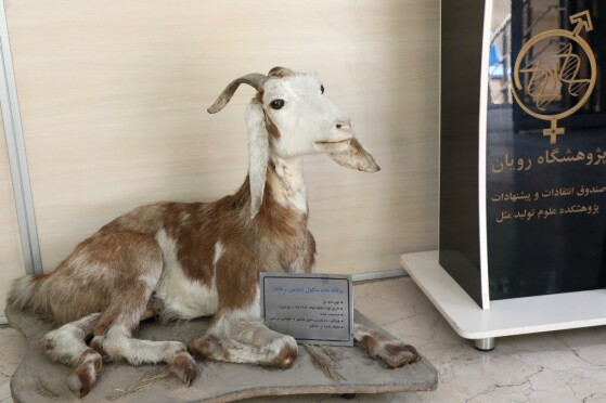 پژوهشگاه رویان