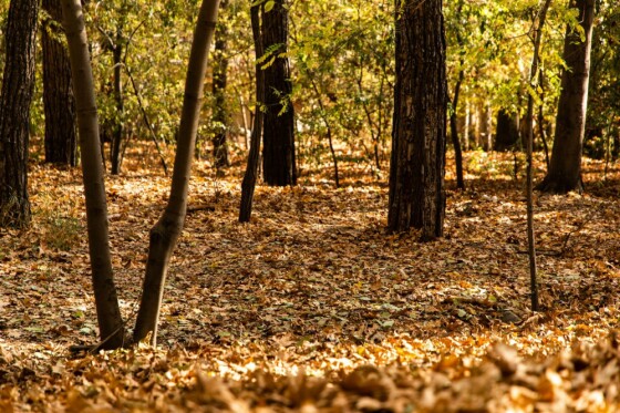 پاییز در مجموعه تاریخی سعد آباد تهران