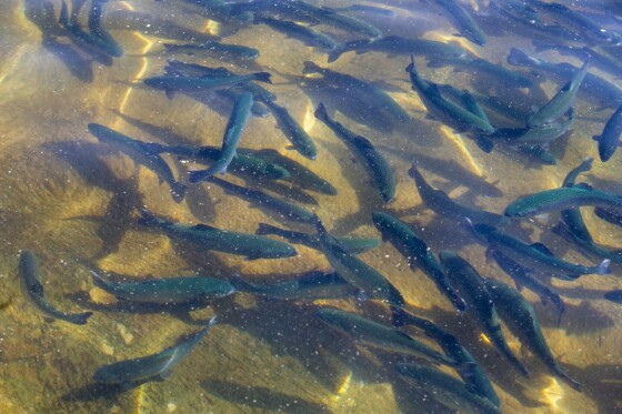 پروژه های بنیاد تعاون زندان فشافویه