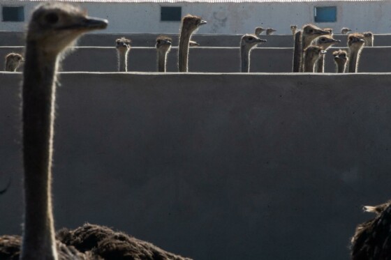 پروژه های بنیاد تعاون زندان فشافویه