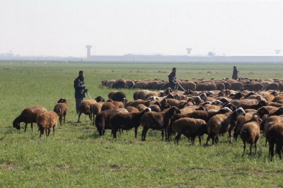 پروژه های بنیاد تعاون زندان فشافویه