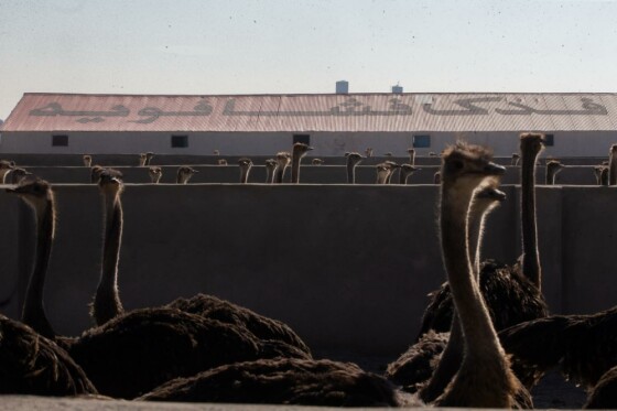 پروژه های بنیاد تعاون زندان فشافویه