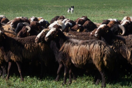 پروژه های بنیاد تعاون زندان فشافویه