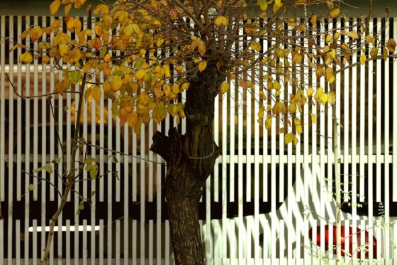 آخرین روز پاییز در تهران