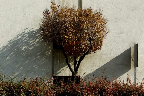 آخرین روز پاییز در تهران