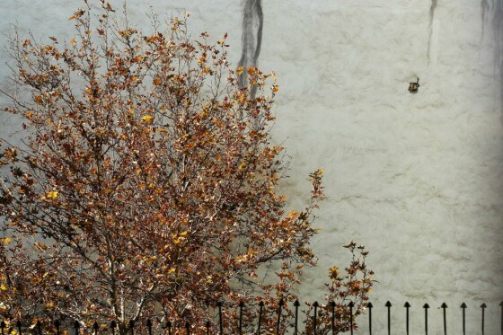 آخرین روز پاییز در تهران