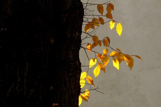 آخرین روز پاییز در تهران