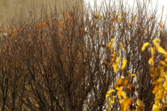 آخرین روز پاییز در تهران