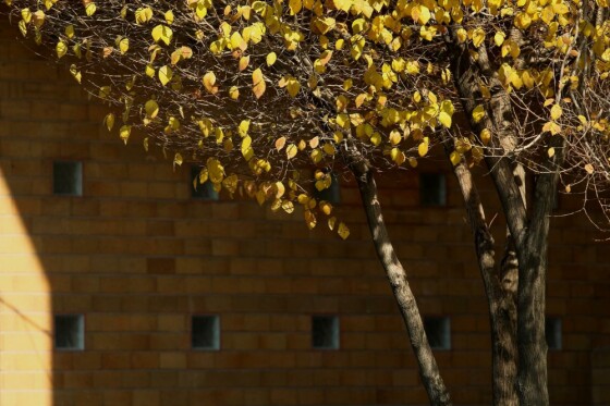 آخرین روز پاییز در تهران