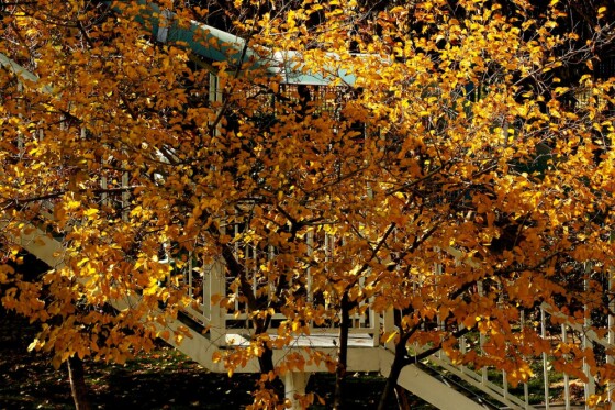 آخرین روز پاییز در تهران