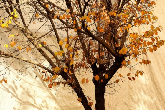 آخرین روز پاییز در تهران