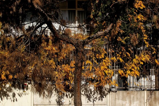 آخرین روز پاییز در تهران