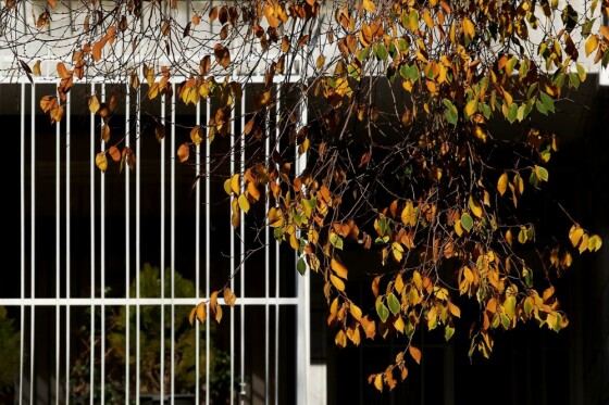 آخرین روز پاییز در تهران