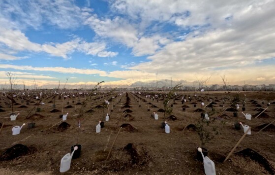 کاشت ۲۴۰۰۰ نهال به مناسبت کنگره ۲۴۰۰۰ شهید تهران