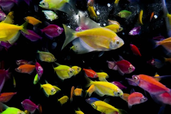 بازار گل تهران در آستانه نوروز