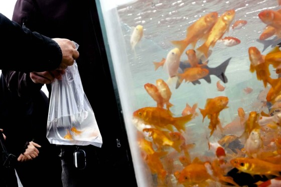 بازار گل تهران در آستانه نوروز