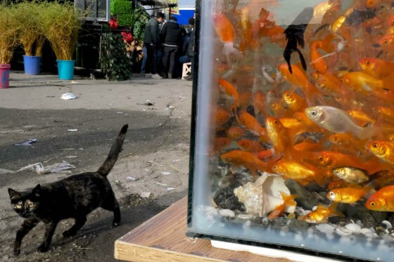 بازار گل تهران در آستانه نوروز