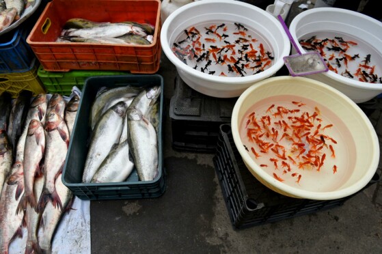 خرید نوروزی در بازار نعلبندان گرگان