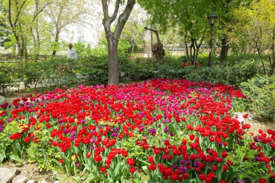 لاله ها در باغ ایرانی