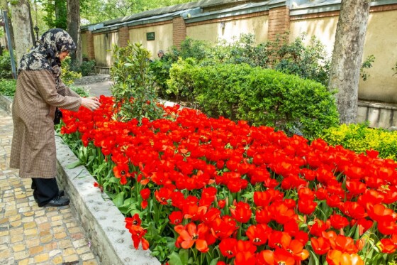 لاله ها در باغ ایرانی