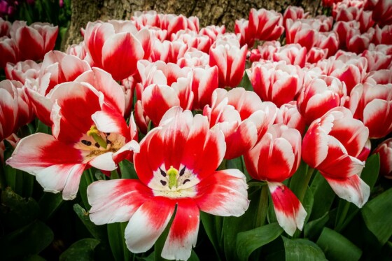 لاله ها در باغ ایرانی