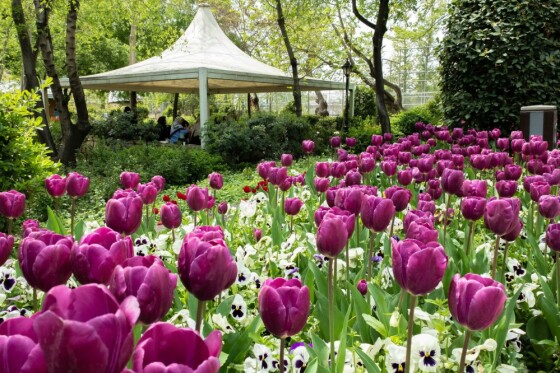 لاله ها در باغ ایرانی