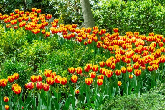 لاله ها در باغ ایرانی