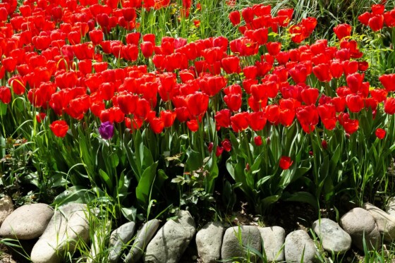 لاله ها در باغ ایرانی