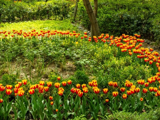 لاله ها در باغ ایرانی